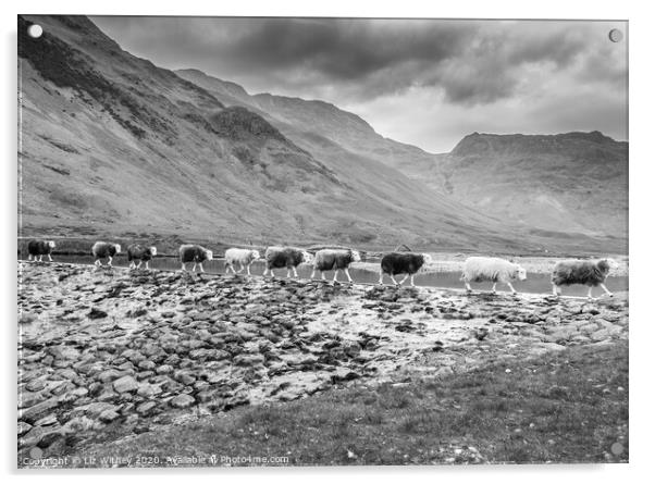 Sheep Crossing Acrylic by Liz Withey