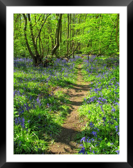 Bluebells at Norsey Woods, Billericay, Essex, UK. Framed Mounted Print by Peter Bolton