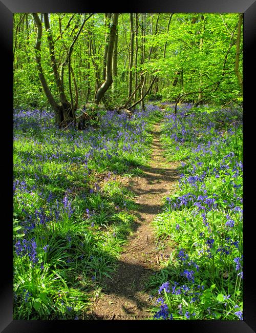 Bluebells at Norsey Woods, Billericay, Essex, UK. Framed Print by Peter Bolton