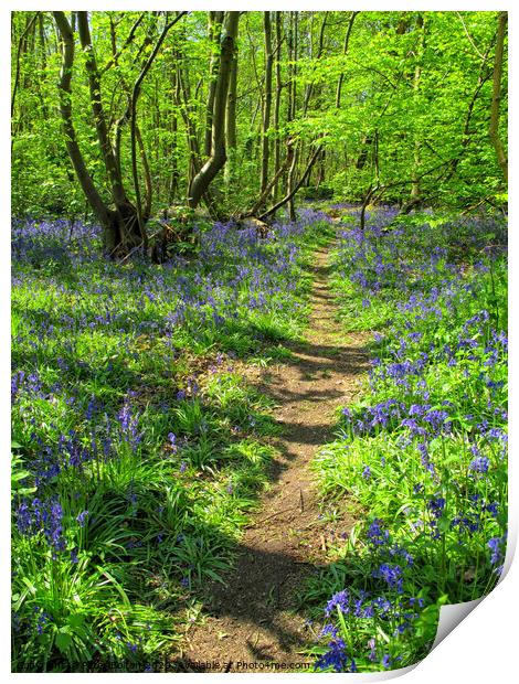 Bluebells at Norsey Woods, Billericay, Essex, UK. Print by Peter Bolton