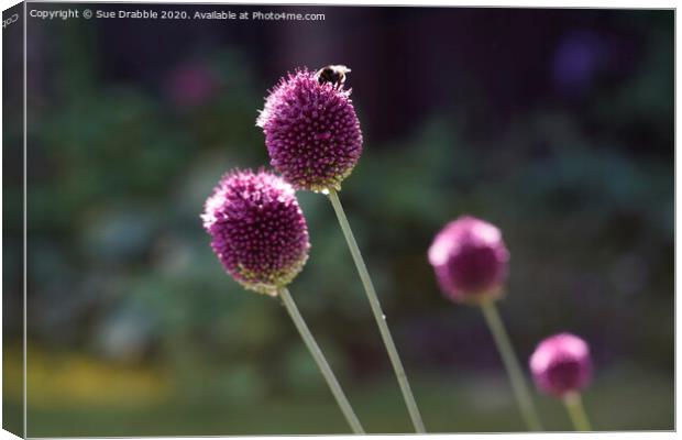 Allium and Bee Canvas Print by Susan Cosier
