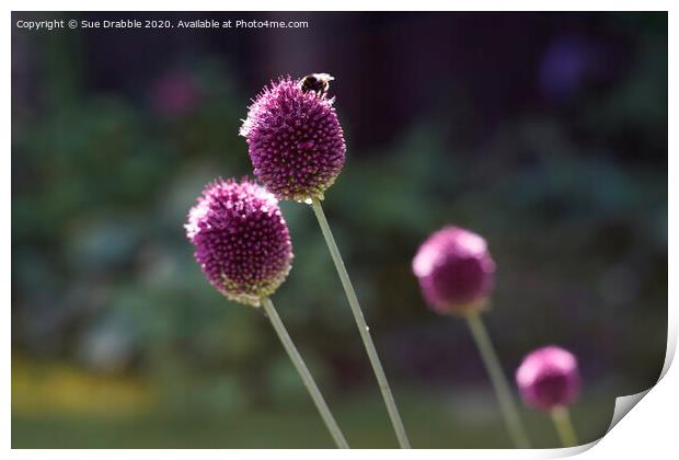 Allium and Bee Print by Susan Cosier
