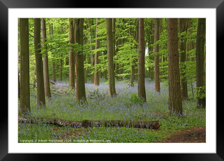 Bluebells in Penn Wood, Buckinghamshire Framed Mounted Print by Robert MacDowall