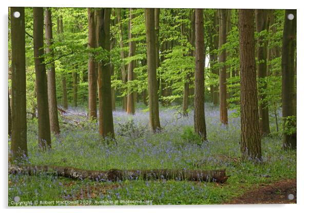 Bluebells in Penn Wood, Buckinghamshire Acrylic by Robert MacDowall
