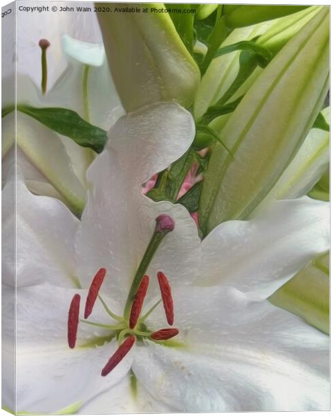White Lily (Digital Art)  Canvas Print by John Wain