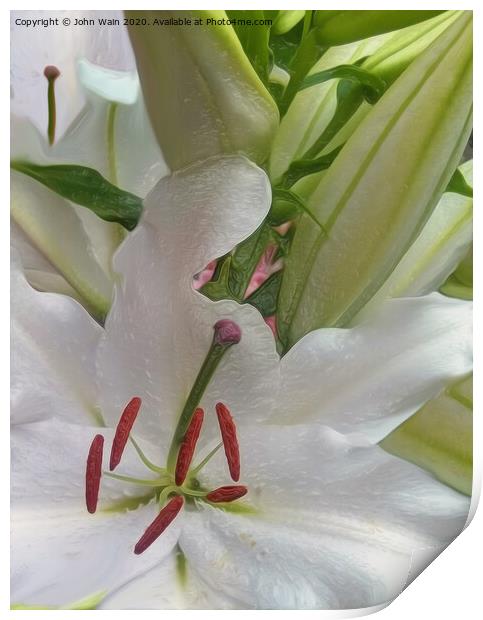 White Lily (Digital Art)  Print by John Wain