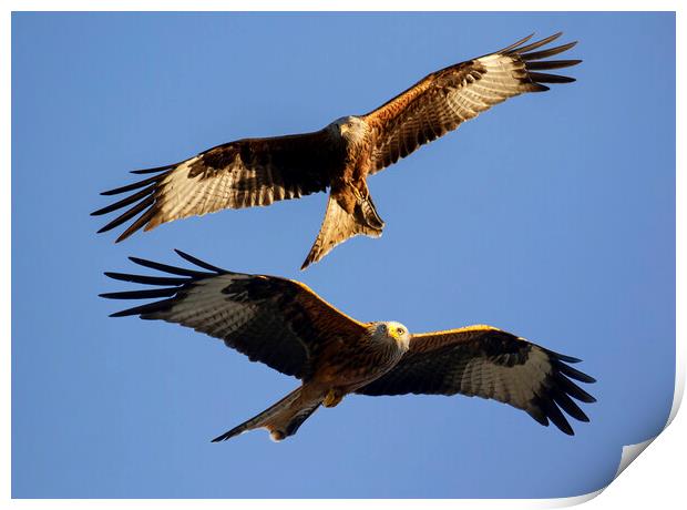 Red Kite In Oxfordshire Print by Oxon Images