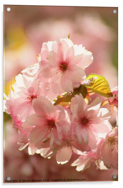 Sunlit Cherry Blossom Acrylic by Simon Johnson
