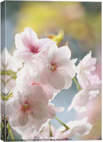 Sunlit spring blossom Canvas Print by Simon Johnson
