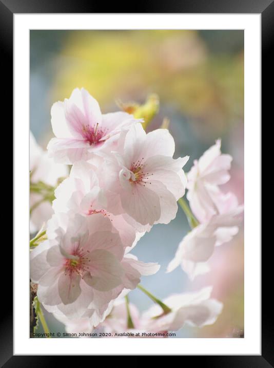 Sunlit spring blossom Framed Mounted Print by Simon Johnson