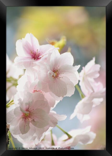 Sunlit spring blossom Framed Print by Simon Johnson