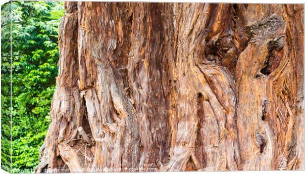 close-up of a sequoia Canvas Print by daniele mattioda