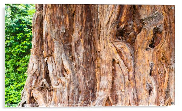 close-up of a sequoia Acrylic by daniele mattioda