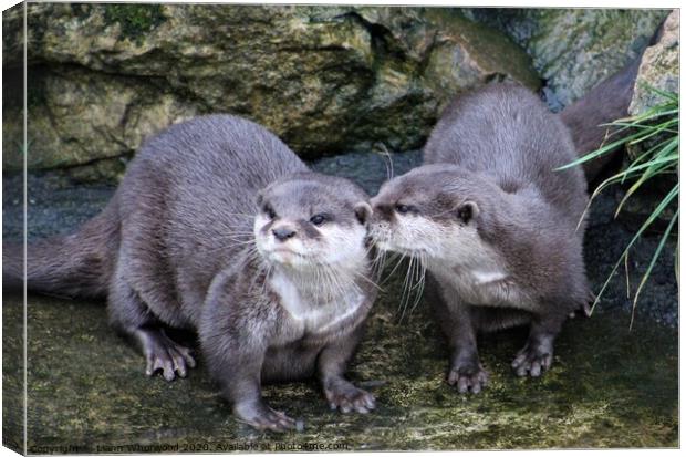 Pair of otters  Canvas Print by Liann Whorwood