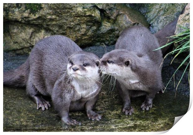 Pair of otters  Print by Liann Whorwood