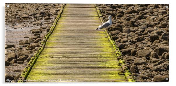 Seagull Boardwalk Acrylic by Lisa Hands