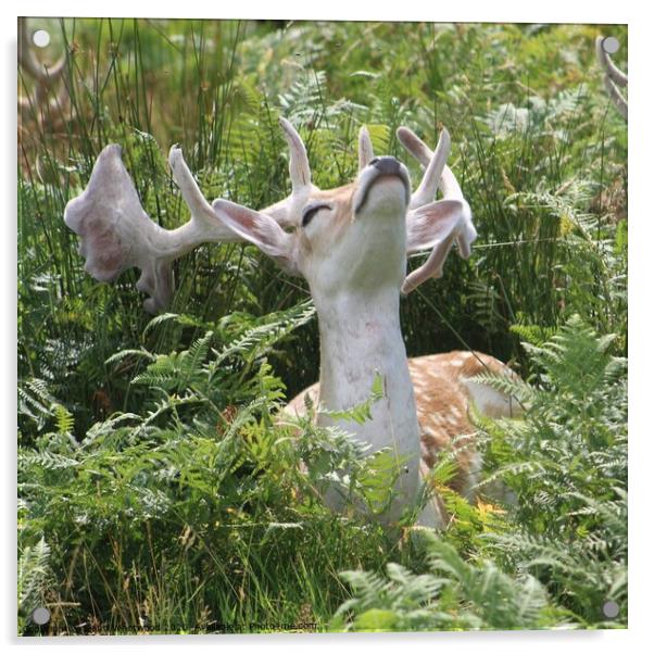 Deer in the fern Acrylic by Liann Whorwood