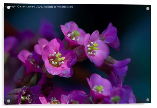 Vibrant macro image of Bergenia crassifolia Acrylic by Rhys Leonard
