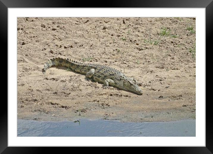 Nile Crocodile Framed Mounted Print by Michael Smith