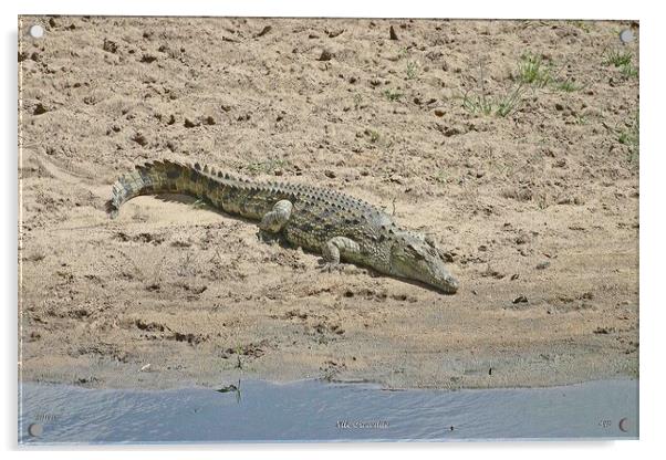 Nile Crocodile Acrylic by Michael Smith