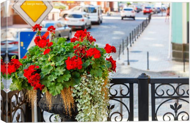 A bush of bright red geranium blooms on the stage of the main entrance balcony against the backdrop of a city street in blur. Canvas Print by Sergii Petruk