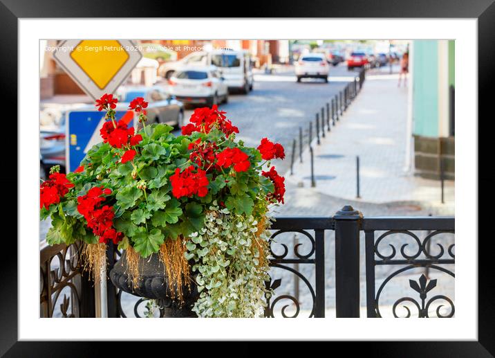 A bush of bright red geranium blooms on the stage of the main entrance balcony against the backdrop of a city street in blur. Framed Mounted Print by Sergii Petruk
