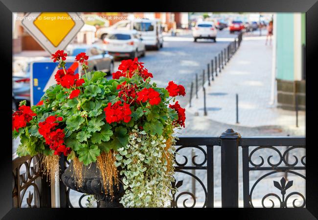 A bush of bright red geranium blooms on the stage of the main entrance balcony against the backdrop of a city street in blur. Framed Print by Sergii Petruk