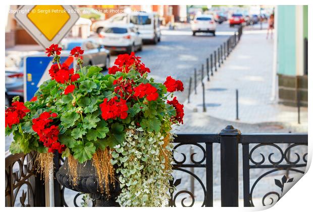 A bush of bright red geranium blooms on the stage of the main entrance balcony against the backdrop of a city street in blur. Print by Sergii Petruk