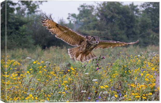 Eagle owl, (Bubo Lactus) largest owl  Canvas Print by Holly Burgess