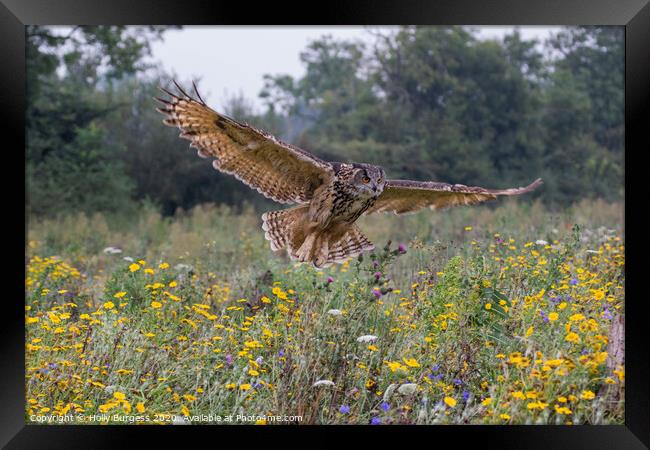 Eagle owl, (Bubo Lactus) largest owl  Framed Print by Holly Burgess