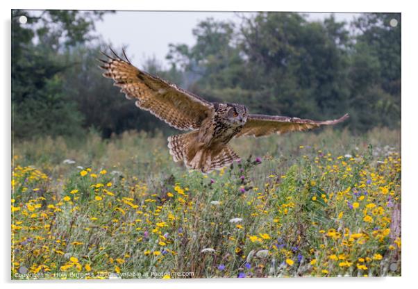 Eagle owl, (Bubo Lactus) largest owl  Acrylic by Holly Burgess