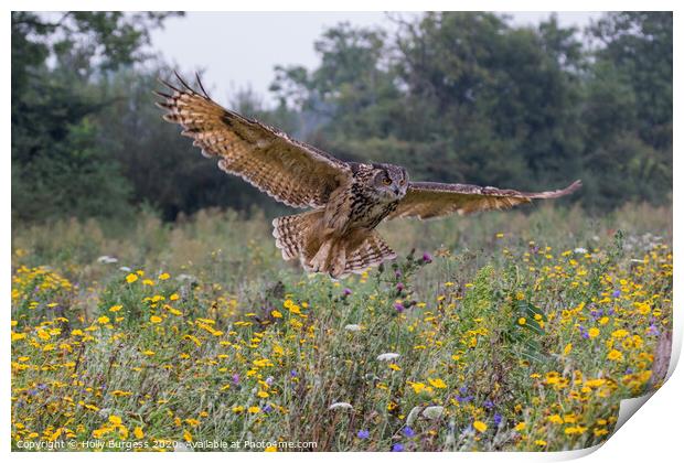 Eagle owl, (Bubo Lactus) largest owl  Print by Holly Burgess