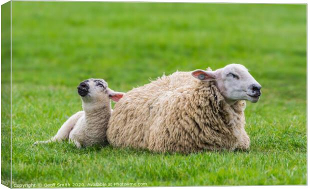 Cute Sheep and Lamb Resting Canvas Print by Geoff Smith