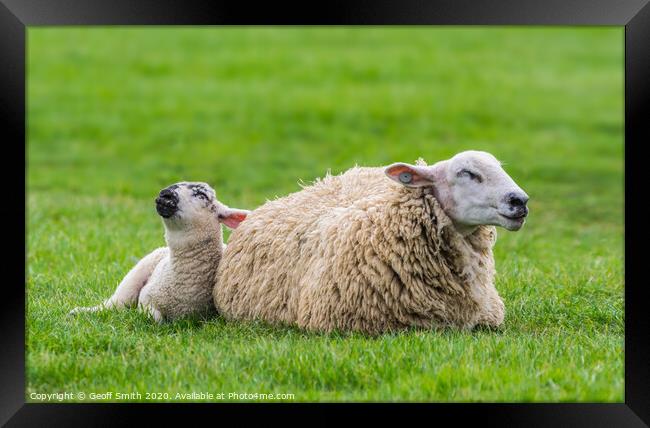 Cute Sheep and Lamb Resting Framed Print by Geoff Smith