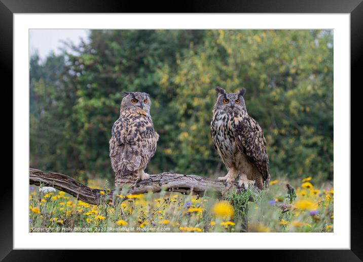 Eurasian eagle owls, two birds, both brothers,  Framed Mounted Print by Holly Burgess
