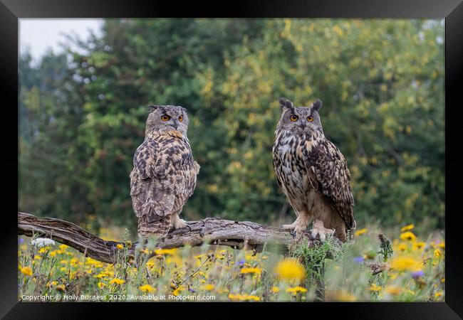 Eurasian eagle owls, two birds, both brothers,  Framed Print by Holly Burgess