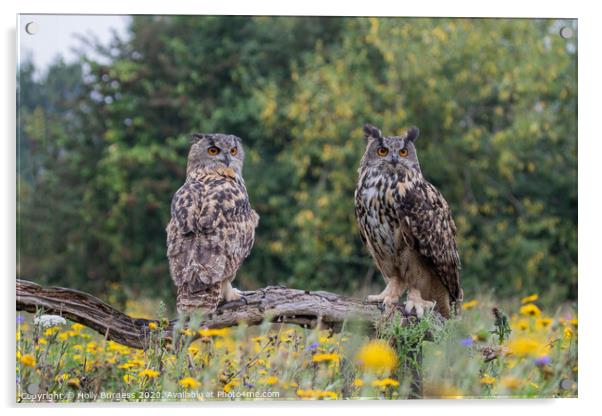 Eurasian eagle owls, two birds, both brothers,  Acrylic by Holly Burgess