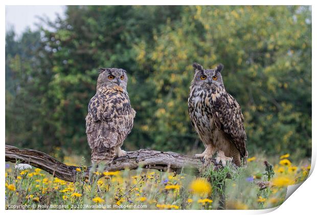 Eurasian eagle owls, two birds, both brothers,  Print by Holly Burgess