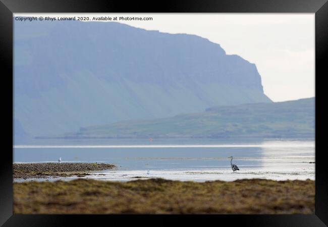 Heron at Killiechronan, Isle of Mull Framed Print by Rhys Leonard