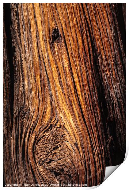 Ancient Wood Print by Peter O'Reilly