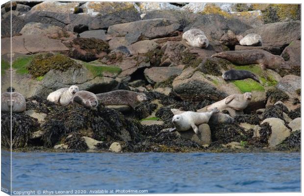 Seals on rocks off the west coast of the Isle of Raasay Canvas Print by Rhys Leonard