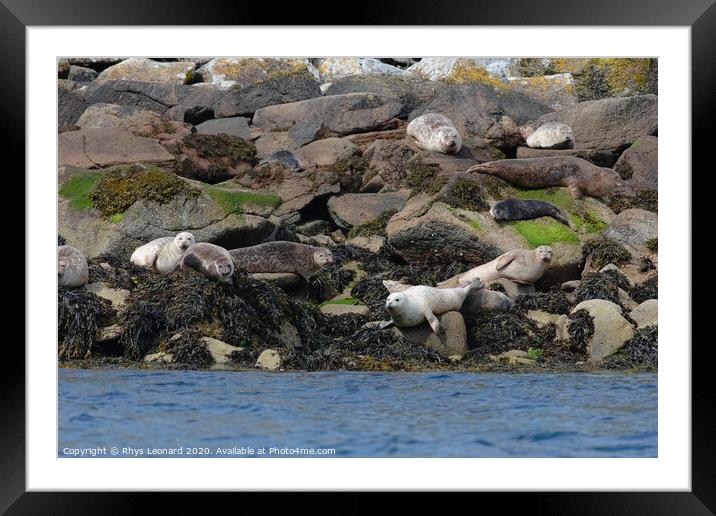 Seals on rocks off the west coast of the Isle of Raasay Framed Mounted Print by Rhys Leonard