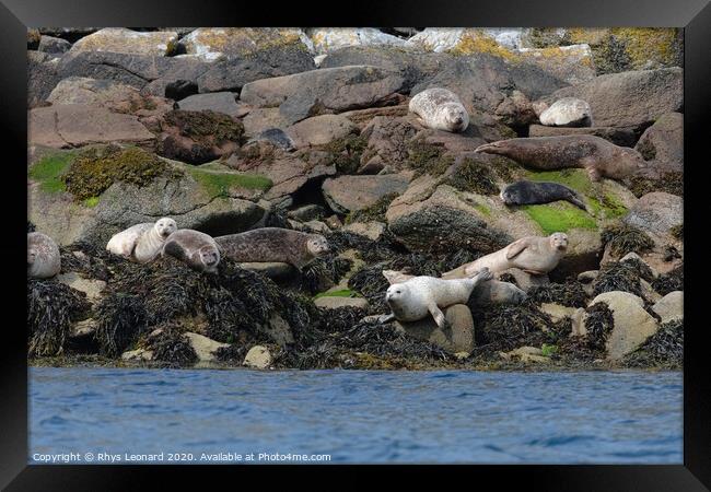 Seals on rocks off the west coast of the Isle of Raasay Framed Print by Rhys Leonard