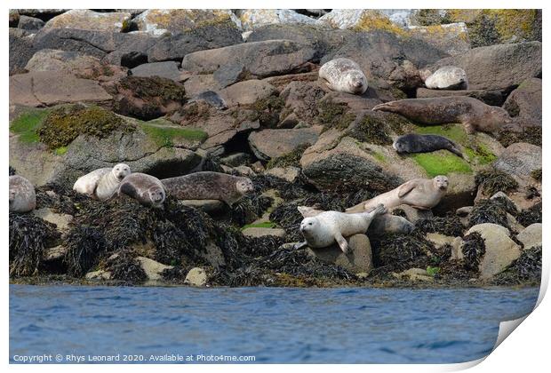 Seals on rocks off the west coast of the Isle of Raasay Print by Rhys Leonard
