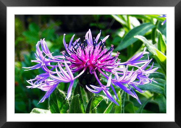 Mountain Knapweed Framed Mounted Print by val butcher
