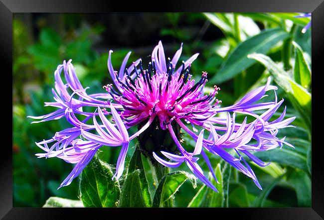 Mountain Knapweed Framed Print by val butcher