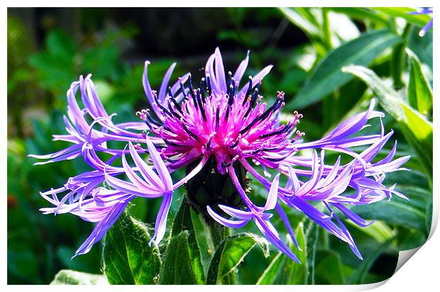 Mountain Knapweed Print by val butcher