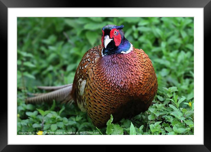 The textures and colours of a Pheasant Framed Mounted Print by Simon Marlow