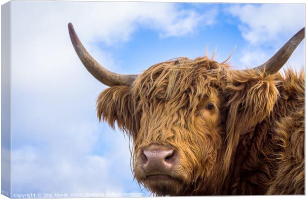 Brown long hair highland cow  Canvas Print by Stig Alenäs