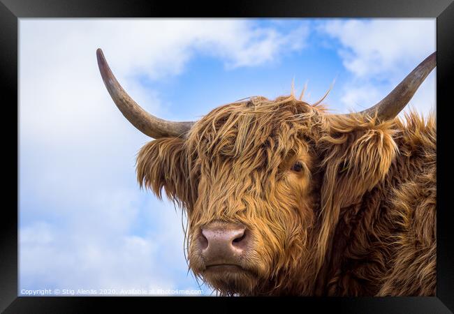 Brown long hair highland cow  Framed Print by Stig Alenäs